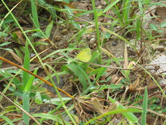 Pyrisitia lisa centralis