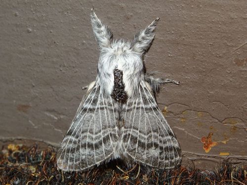 Tolype distincta photo 3
