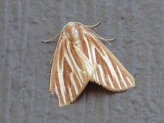 Sabulodes niveostriata