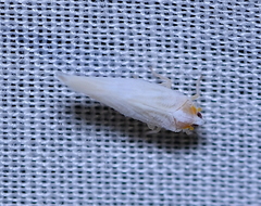 Neocenchrea heidemanni