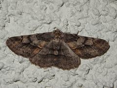 Stenoporpia glaucomarginaria