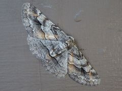 Stenoporpia glaucomarginaria