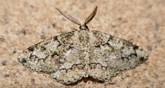 Cleorodes lichenaria