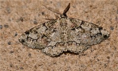 Cleorodes lichenaria