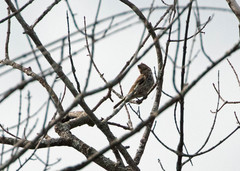 Haemorhous purpureus