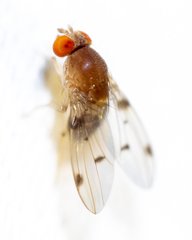 Leucophenga maculosa