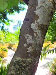 Elaeodendron xylocarpum