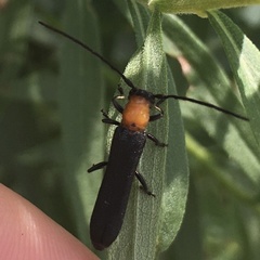 Oberea affinis