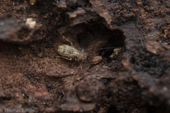 Pteroxanium kelloggi