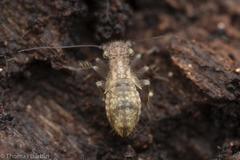 Pteroxanium kelloggi