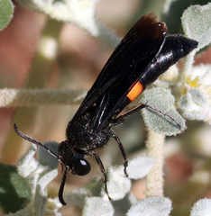 Stizoides renicinctus