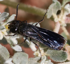 Stizoides renicinctus