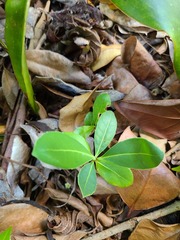 Elaeodendron xylocarpum