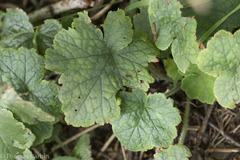 Tellima