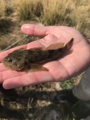 Cottus bairdii