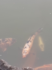 Cyprinus rubrofuscus