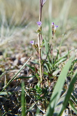 Boechera stricta