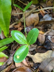 Elaeodendron xylocarpum