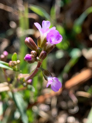 Boechera stricta