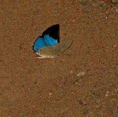 Strephonota parvipuncta