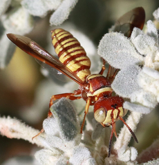 Eucerceris canaliculata
