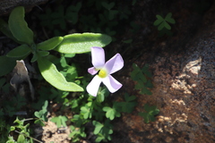 Oxalis comosa