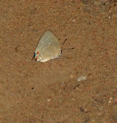 Strephonota parvipuncta