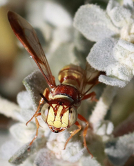 Eucerceris canaliculata