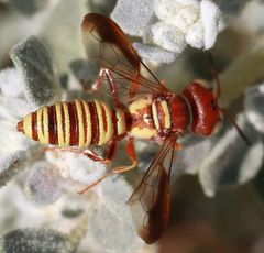 Eucerceris canaliculata