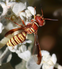 Eucerceris canaliculata
