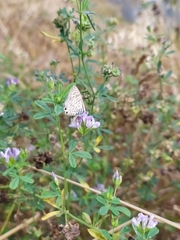 Leptotes pirithous