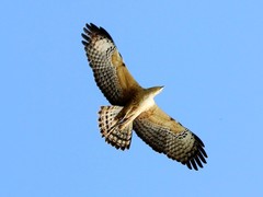 Pernis ptilorhynchus