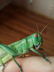 Locusta migratoria