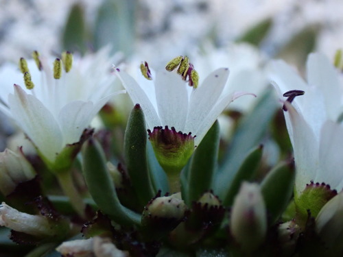 Image of Lewisia glandulosa by (c) Martin Purdy, some rights reserved (CC BY)
