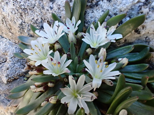 Image of Lewisia glandulosa by (c) Martin Purdy, some rights reserved (CC BY)