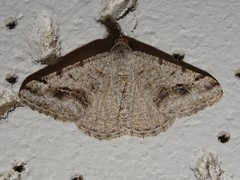 Digrammia pictipennata