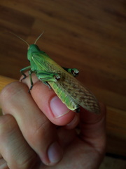 Locusta migratoria