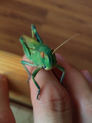 Locusta migratoria