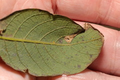 Phyllonorycter salicicolella