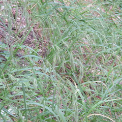 Bromus anomalus
