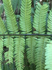 Alsophila leichhardtiana