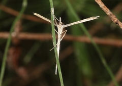 Hellinsia longifrons