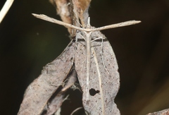 Hellinsia longifrons