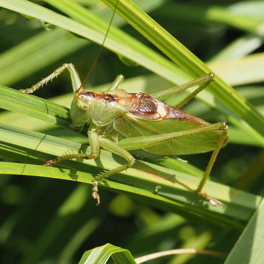 Upland Green Bush-cricket
