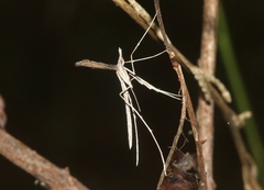 Hellinsia longifrons