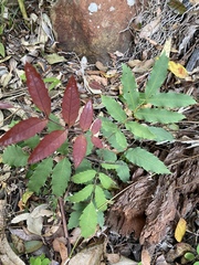 Cupaniopsis newmanii