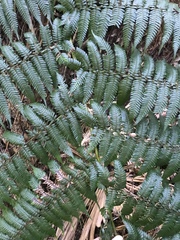 Alsophila leichhardtiana