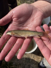 Pantosteus platyrhynchus