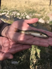 Pantosteus platyrhynchus