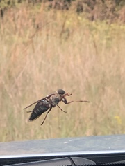 Tabanus americanus
